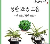 난 모음/동양난/서양난/난/풍란/석곡/소엽란/대엽란/예원/식물기르기/화분/농장/식물/나라아트 기타 동양란