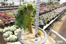 미인경철화(한몸목대/붉게물듬)-413 다육철화