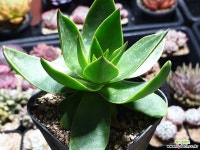 두들레야 팔메리 그린 0812 다육식물