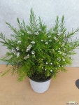 mee3775(경북농원)