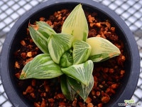 레투샤 금_r81 하월시아