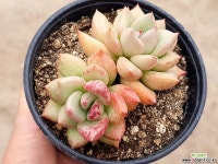 아보카도크림(종) 31-75 다육식물