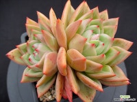 화이트샴페인 중품 3-781 다육식물