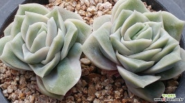 러블리로즈 다육식물