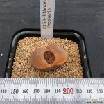 리톱스26-hookeri(C0156) 리톱스/메셈