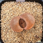 리톱스26-hookeri(C0156) 리톱스/메셈