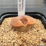 리톱스26-hookeri(C0156) 리톱스/메셈