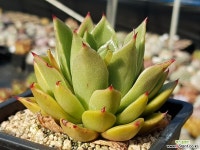 장미의미소 9303-9138 다육식물