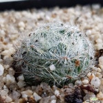 바르바타 (A-347) 리톱스/메셈