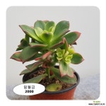 일월금 다육식물