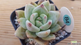 화이트샴페인 다육식물