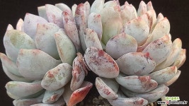 성영 (요청) 다육식물