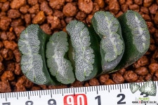 맘모스 실생(mammoth 實生)-02-01-No.2042 하월시아