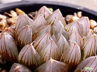 병천옵투사 94-16 하월시아