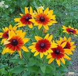 루드베키아(씨앗) 꽃/야생화 씨앗