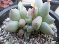 아이보리57 다육식물