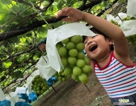 청포도 샤인 청포도 샤인 머스캣 묘목♥망고포도♥씨없는 청포도머스캣 묘목♥망고포도♥씨없는 청포도 묘목 청포도 샤인 청포도 샤인 머스캣... 