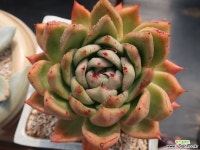 원종배션(인디안바손) 다육식물