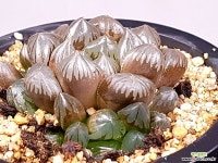 수정군생(대묘) 98-17 하월시아