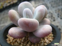 달마미인0328-1 다육식물