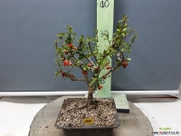 장수매 ( 5899 ) 야생화