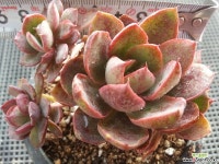 홍진(4두한몸) 3-144 다육식물