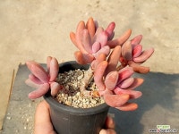 간주 38-282 다육식물