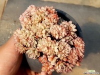 블렛블루아나철화 38-286 다육식물