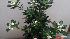 만리향(아주좋은향).상태굿.향기아주좋습니다.만리향은 꽃이 만리까지 간다고 만리향이라고합니다. 나무/과실류 씨앗