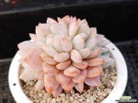 일본성영 다육식물