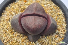 자제옥(F105) 리톱스/메셈