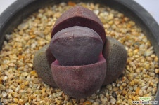 자제옥(F106) 리톱스/메셈