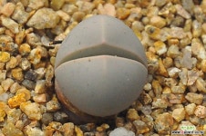 단테란투스(F107) 코노피튬