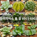 장미의미소 9303-6902 다육식물