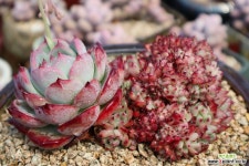 원종콜로라타철화(생얼도같이있는이쁜철화입니다^^) 다육철화