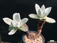 환엽블러쳐스 331-2 다육식물