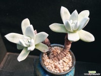 환엽블러쳐스 331-2 다육식물