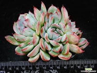 아리따움71 다육식물