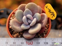 라온(아메치스x라우이 교배종) 2-4195 다육식물