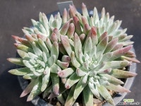 화이트그리니 두들레야