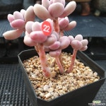 묵은아메치스 다육식물