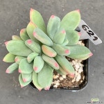 청송미인0402-621 다육식물