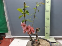 신동양금 ( 5920 ) 야생화