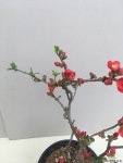 홍천조 야생화