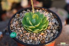 벌레잡이제비꽃 다육식물