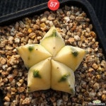 온즈카난봉옥금실생 선인장