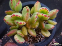 웅동자금 403-2379 다육금