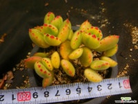 웅동자금 403-2379 다육금