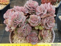 수연군생 다육식물