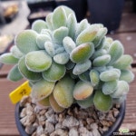 백금황성철화 다육철화